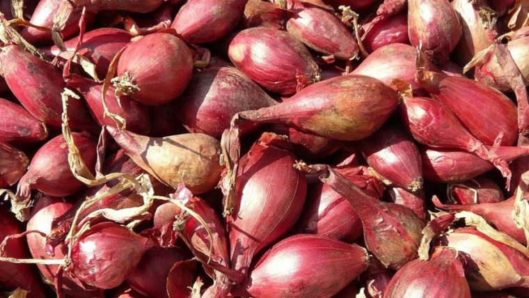 Mengejutkan! Ini Manfaat Bawang Dayak Untuk Diabetes dan Kesehatan