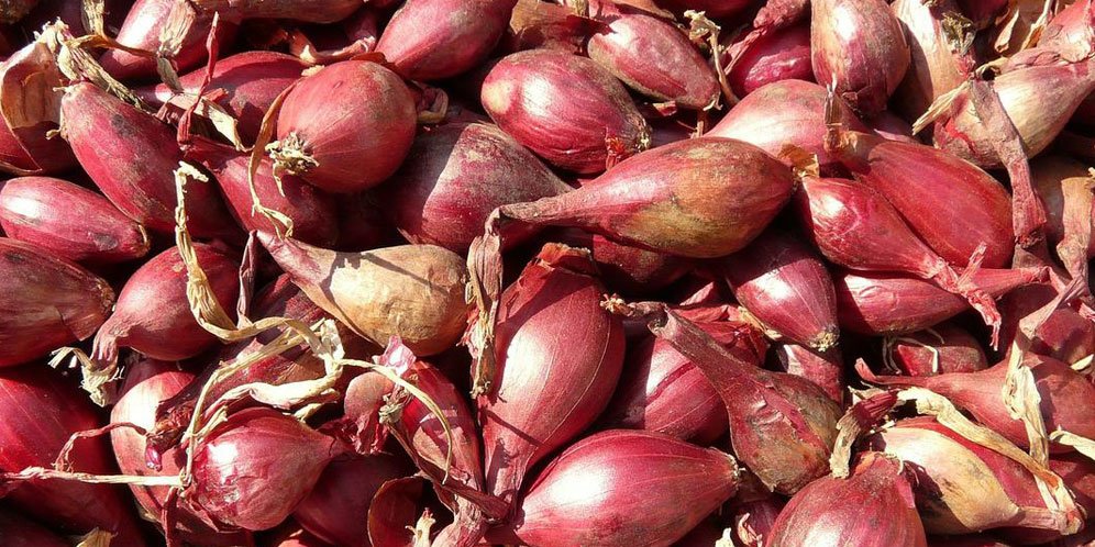 Mengejutkan! Ini Manfaat Bawang Dayak Untuk Diabetes dan Kesehatan