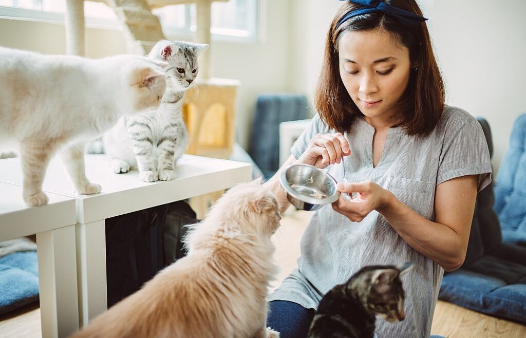 Agar Keluarga & Kucing Sehat, Yuk Ketahui Tahapan Vaksin Kucing Kesayangan Moms