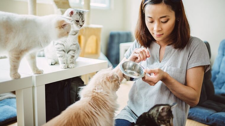 Agar Keluarga & Kucing Sehat, Yuk Ketahui Tahapan Vaksin Kucing Kesayangan Moms